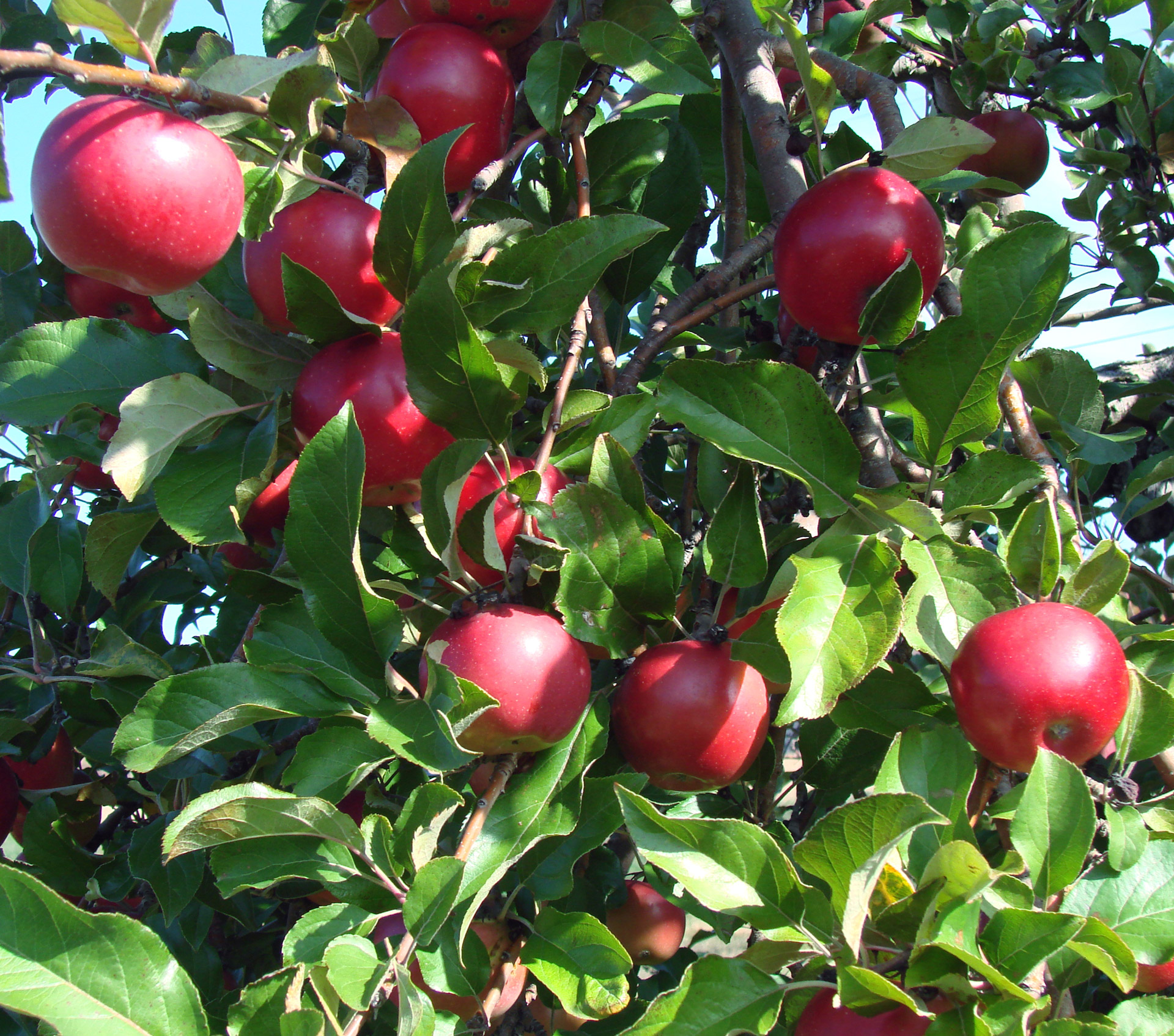 apples bright red free photo