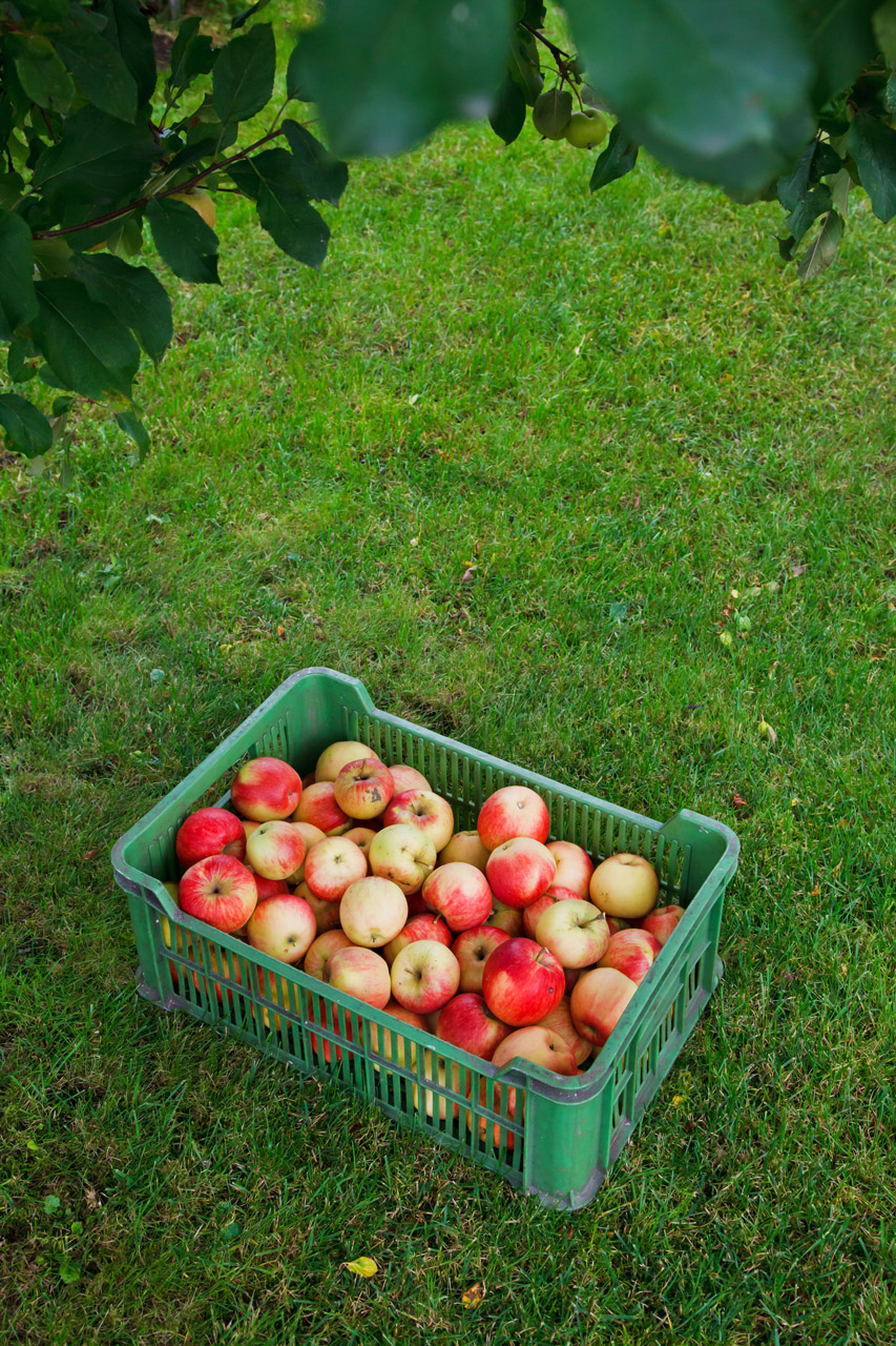 agriculture apple autumn free photo