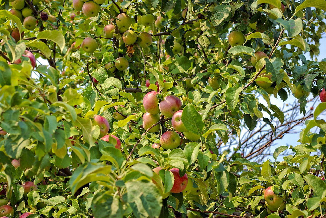 apples in montana  tree  apple free photo