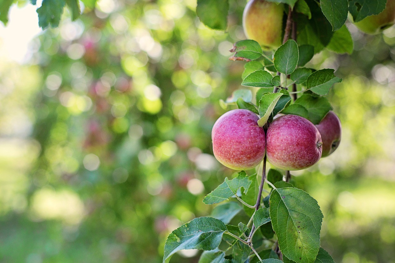 apples in tree apples nature free photo