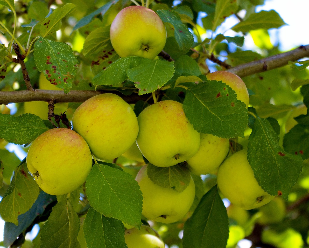 apples near bair ranch  colorado  apples free photo