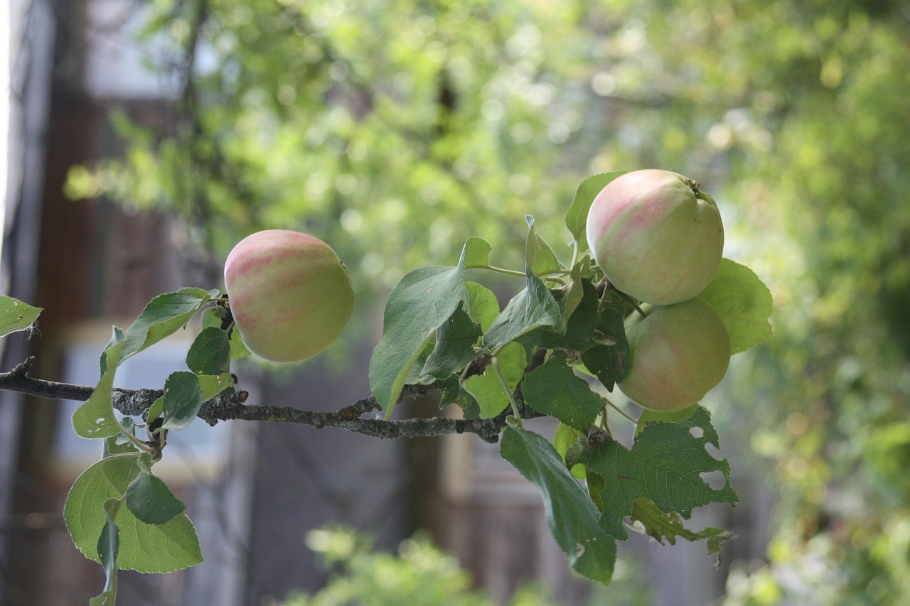 apples on a branch apple orchard apples free photo