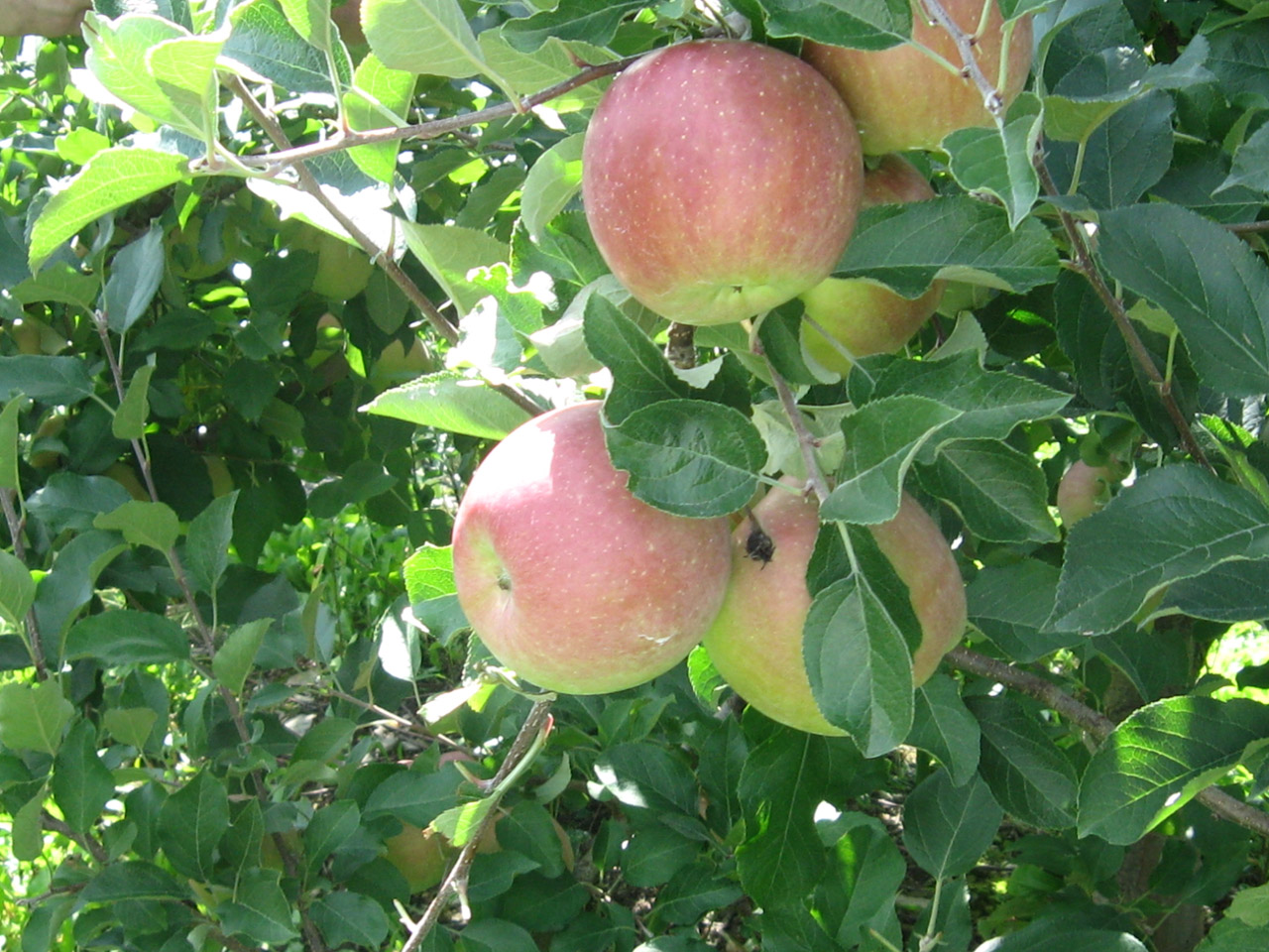 apples orchard fruit free photo