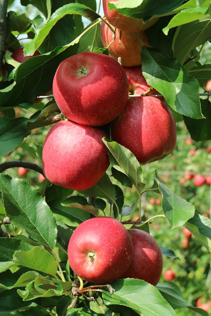 apples valtellina apples lombardy free photo