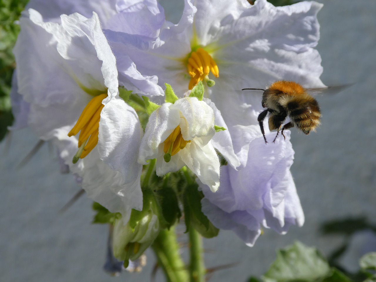 approach  bee  hummel free photo