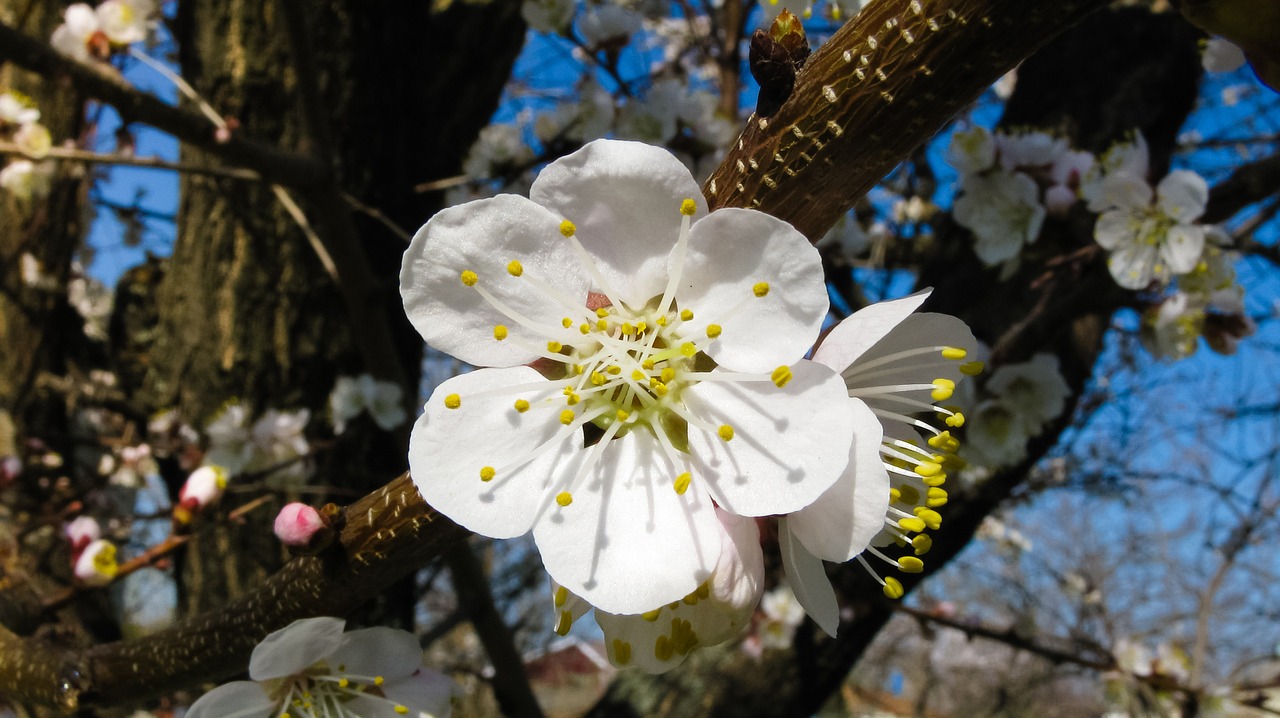 sheet apricot spring free photo