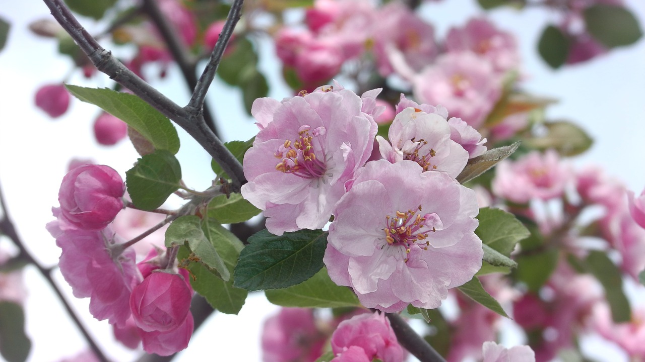 apricot pink flower free photo