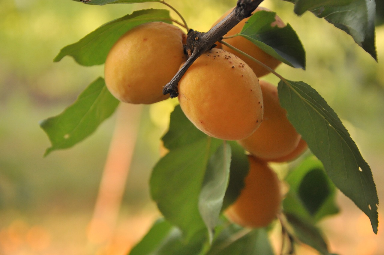 apricot garden tree free photo