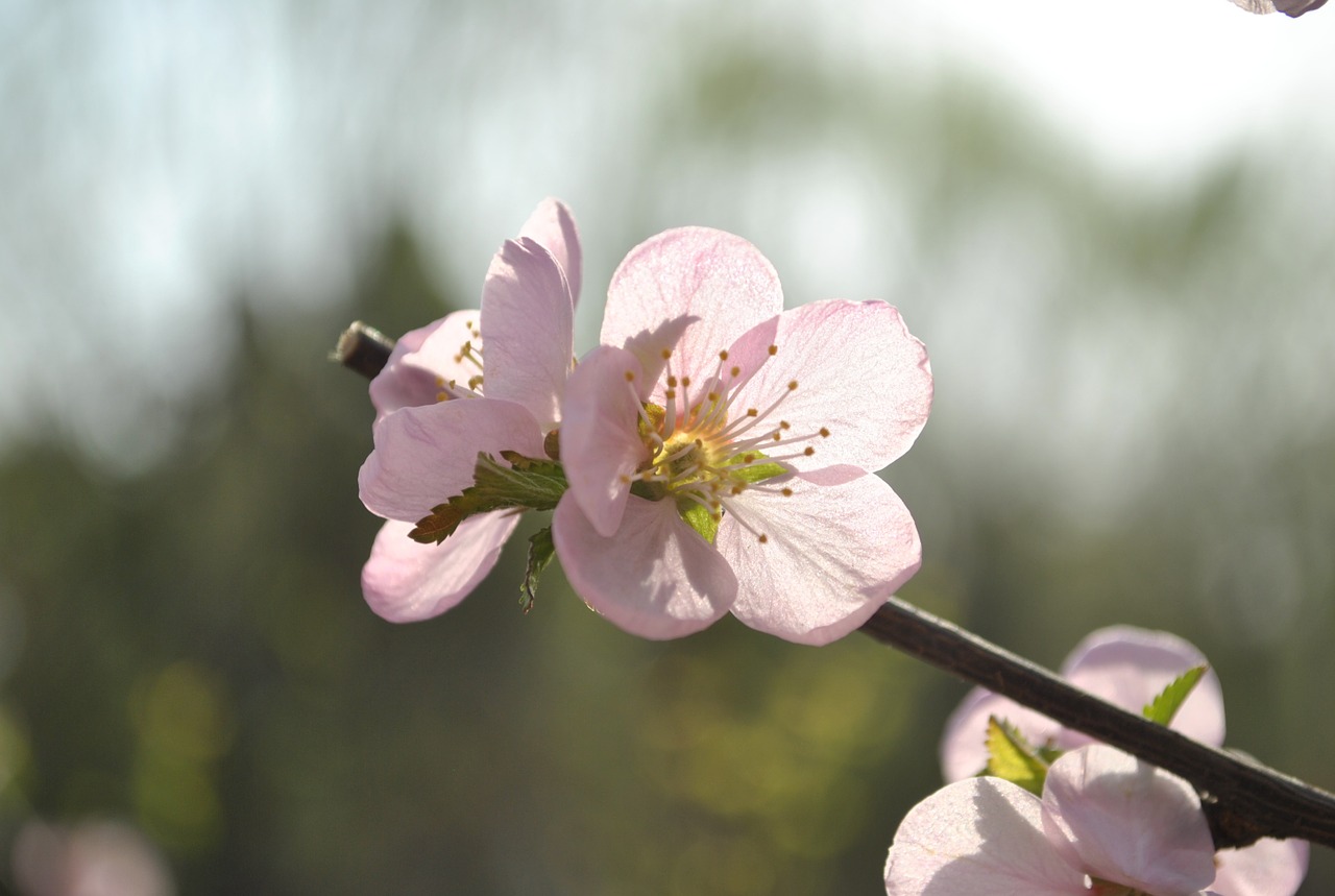 apricot spring flower free photo