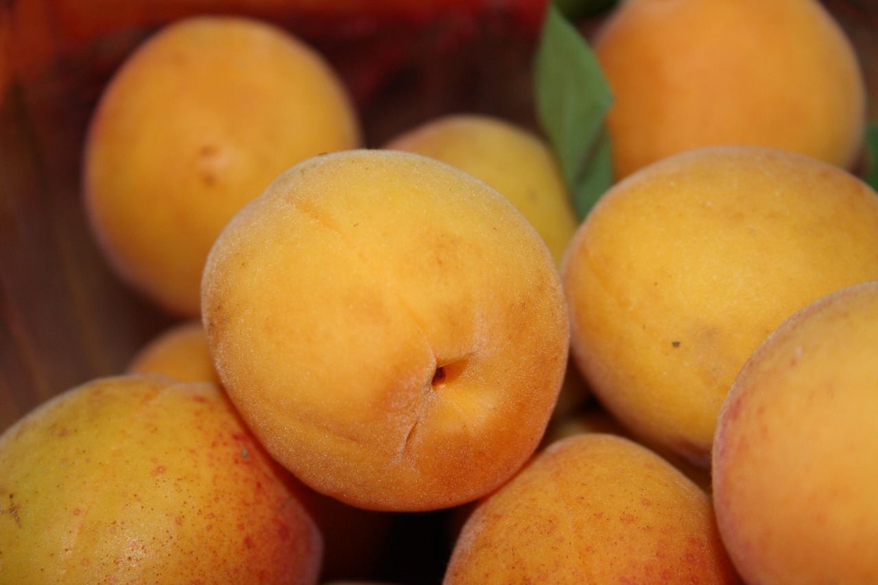 apricot fruit wachau free photo