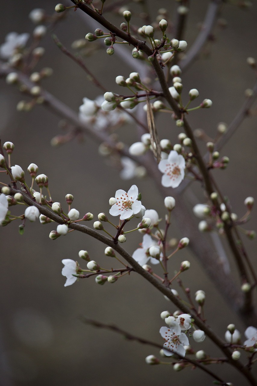 cherry blossom white spring free photo