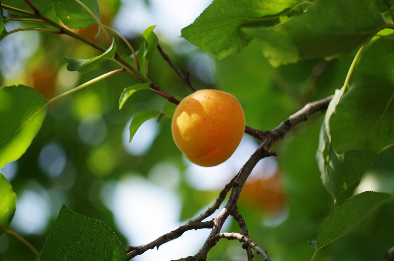 apricot on the tree fruit free photo