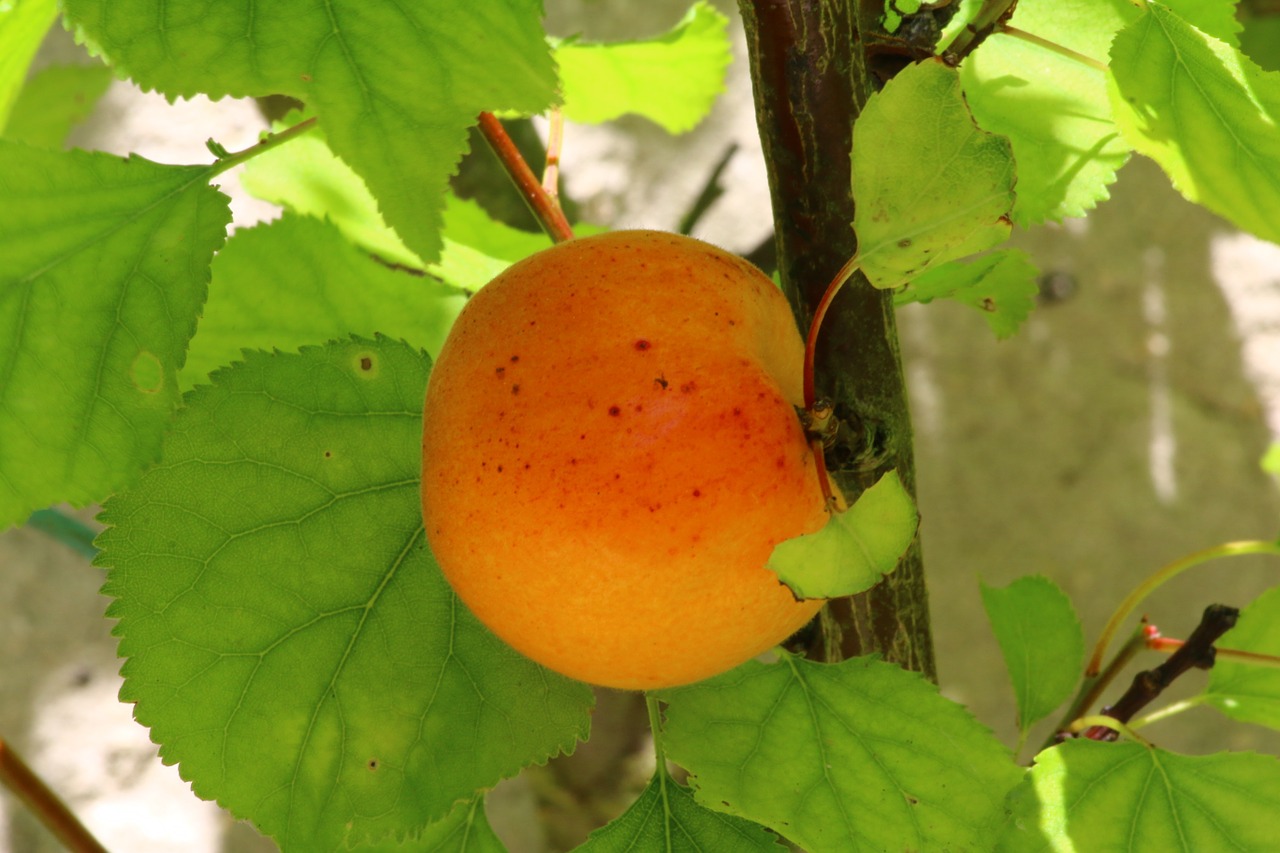 apricot fruit tree garden free photo