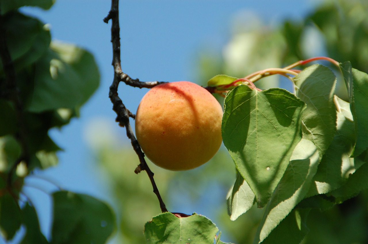 apricot fruit south free photo