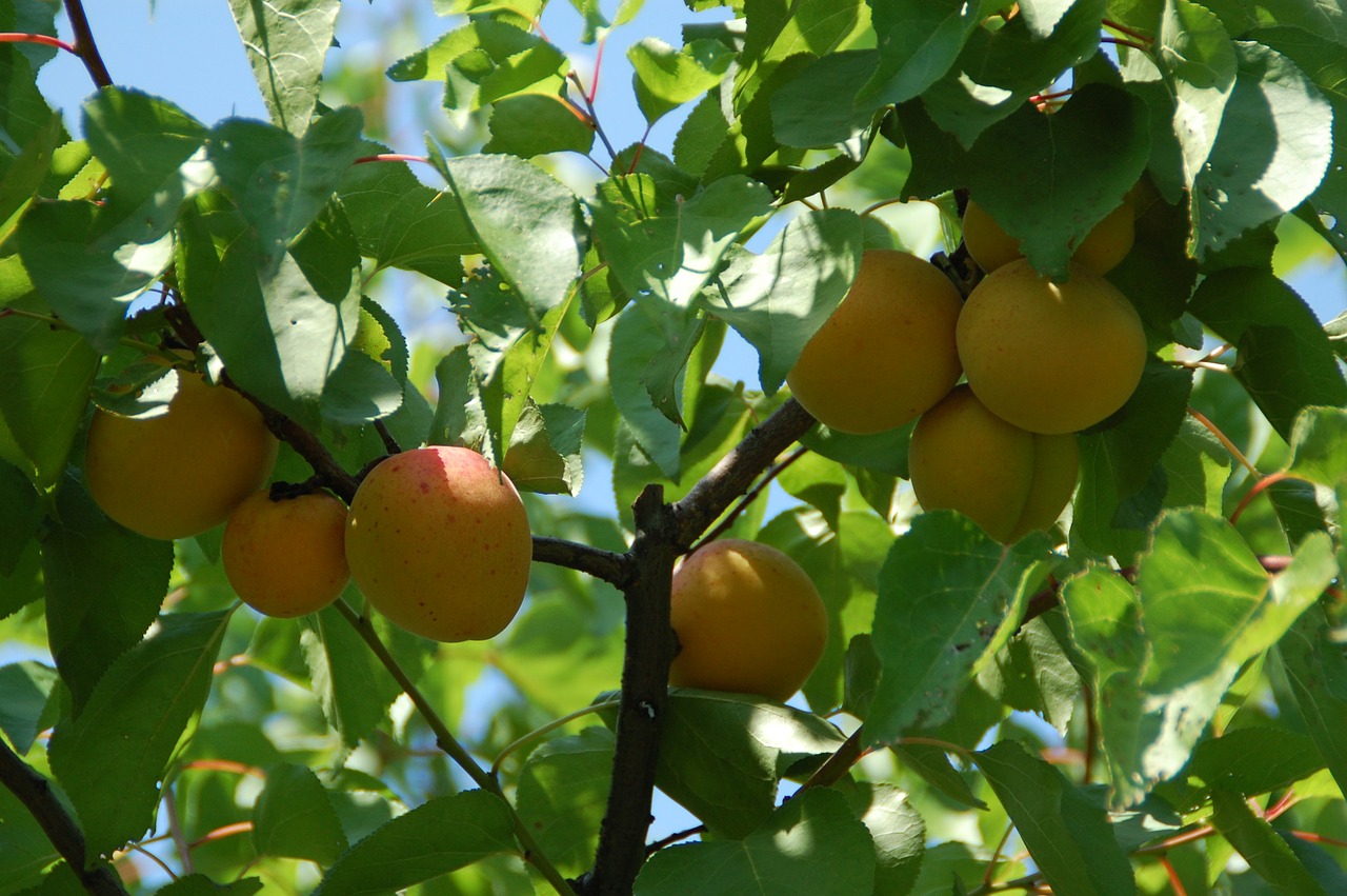 apricot fruit south free photo