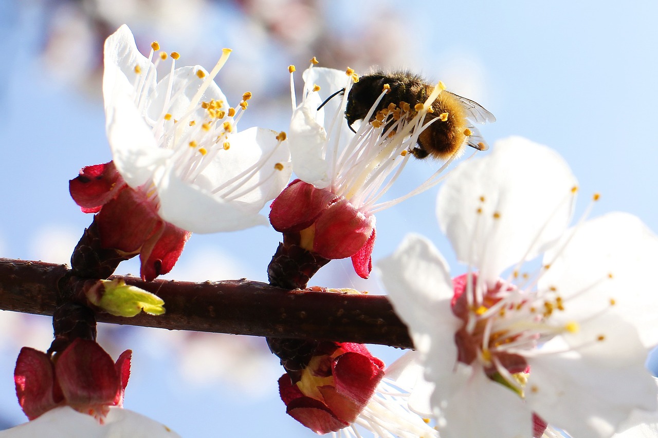 apricot flower nature free photo