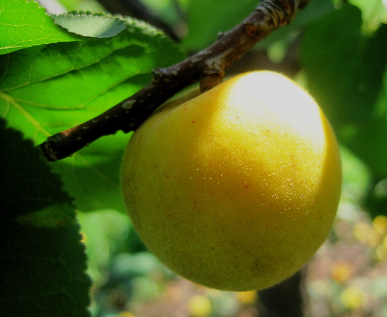 apricot yellow-green ripening free photo