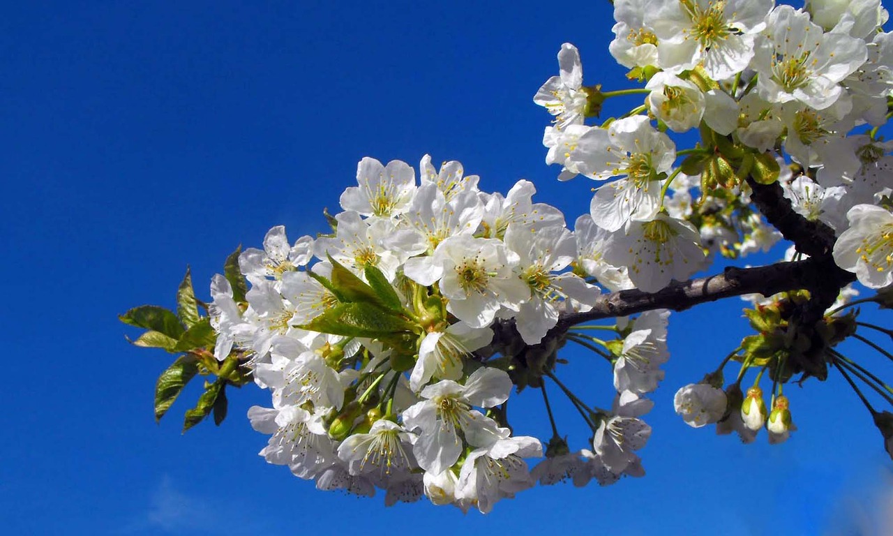 apricot tree flowers free photo