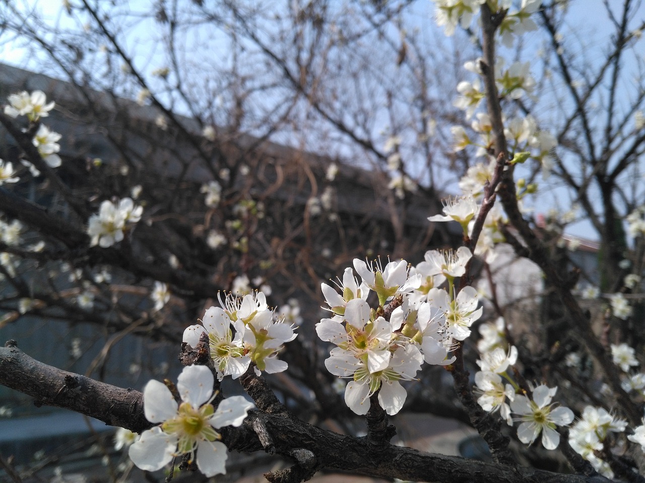 apricot spring white apricot flowers free photo