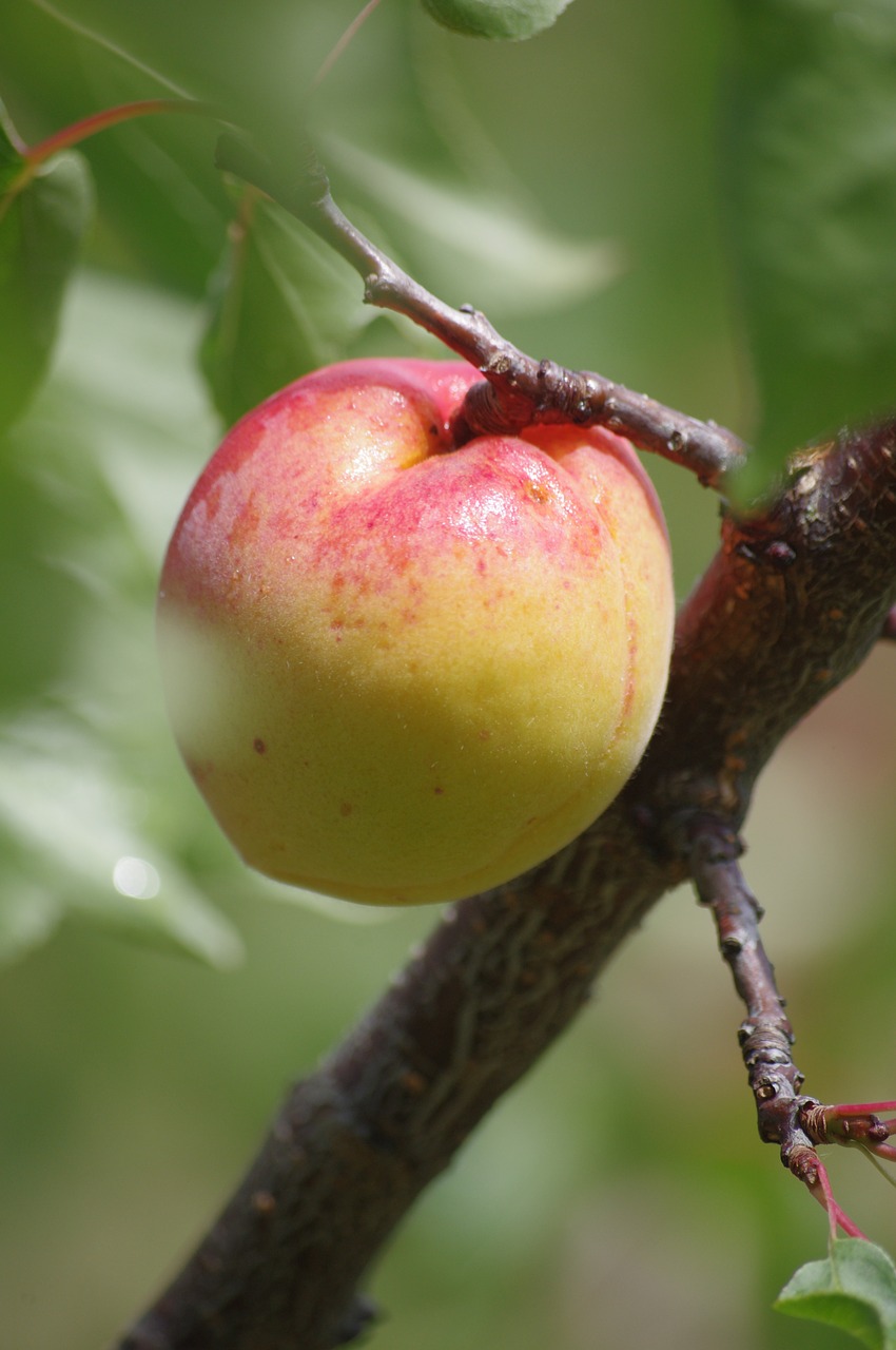 apricot fruit orchard free photo