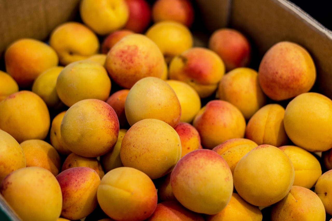 apricot fruit fresh free photo