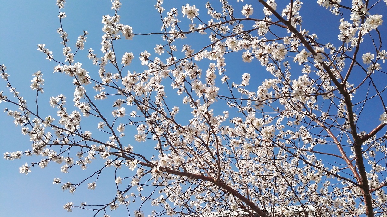 apricot spring under the blue sky open free photo