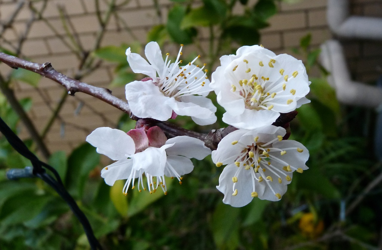 apricot blossom tree free photo