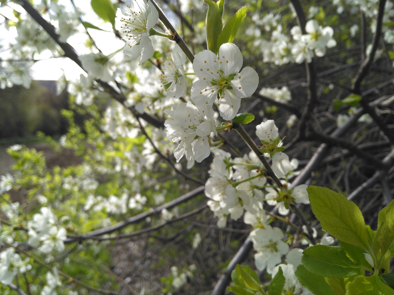 apricot flower spring free photo