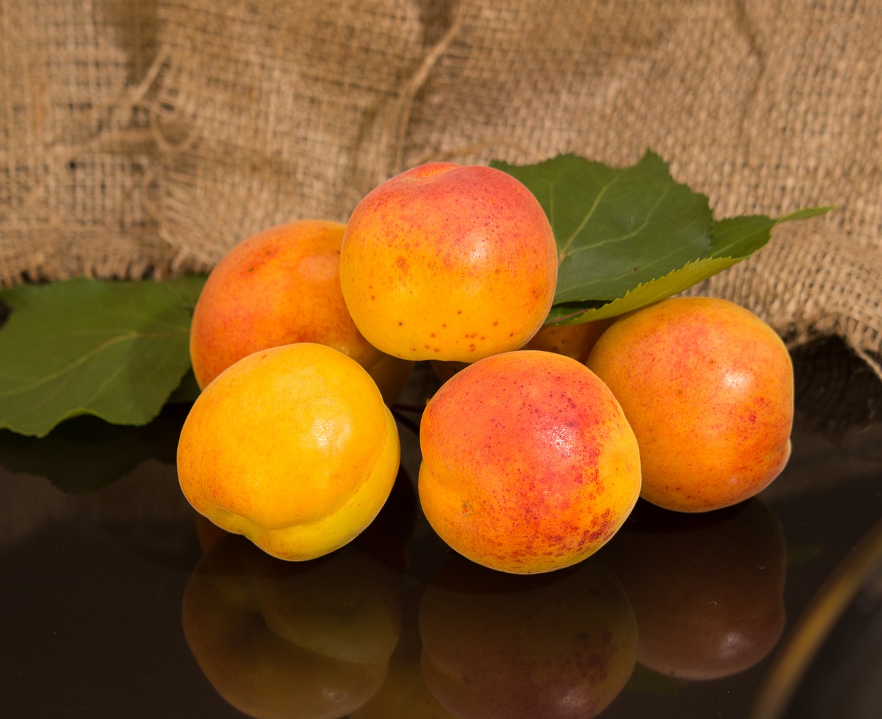 apricot fruit harvest free photo