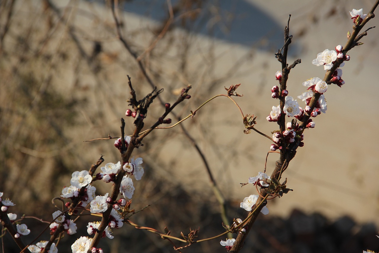apricot white apricot flowers early spring apricot flowers free photo