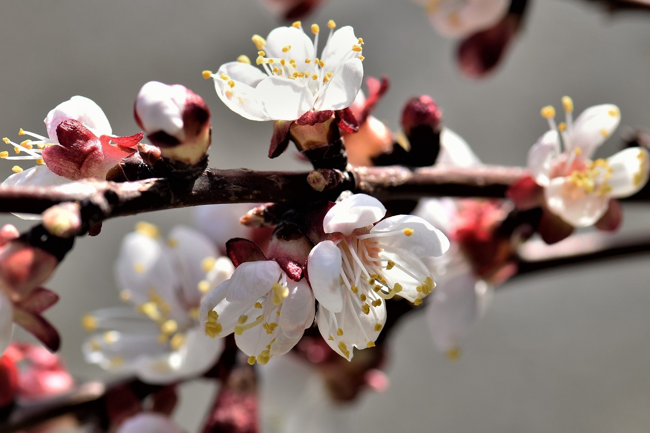 apricot  flower  blossom free photo