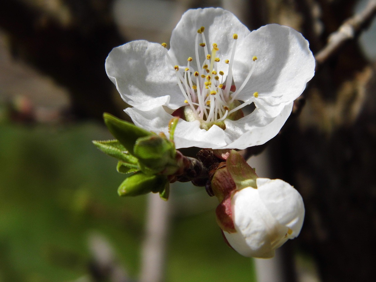 apricot  blossom  bloom free photo