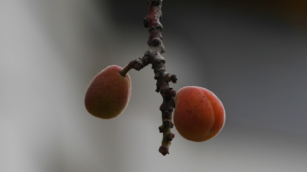 apricot  this type  abstract free photo