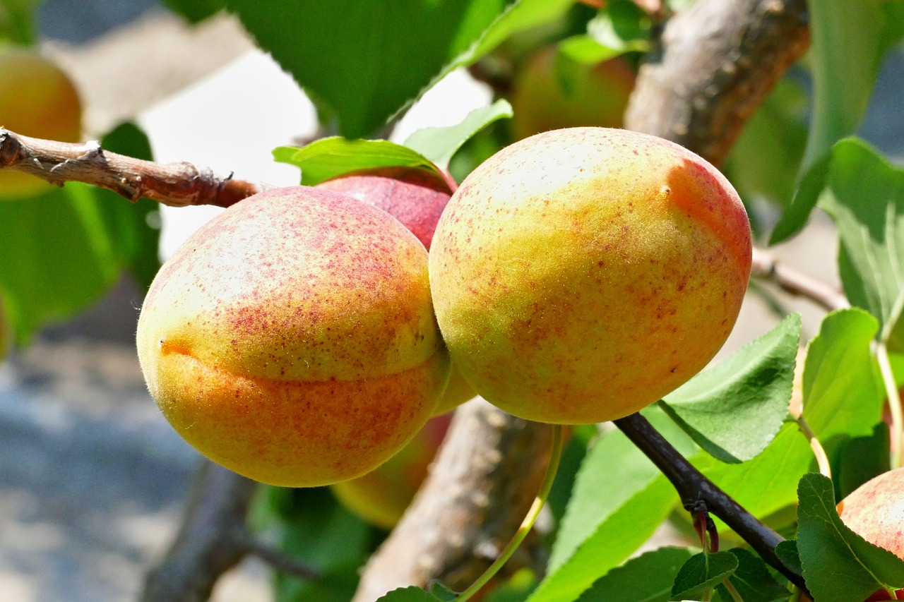 apricot  fruit  tree free photo