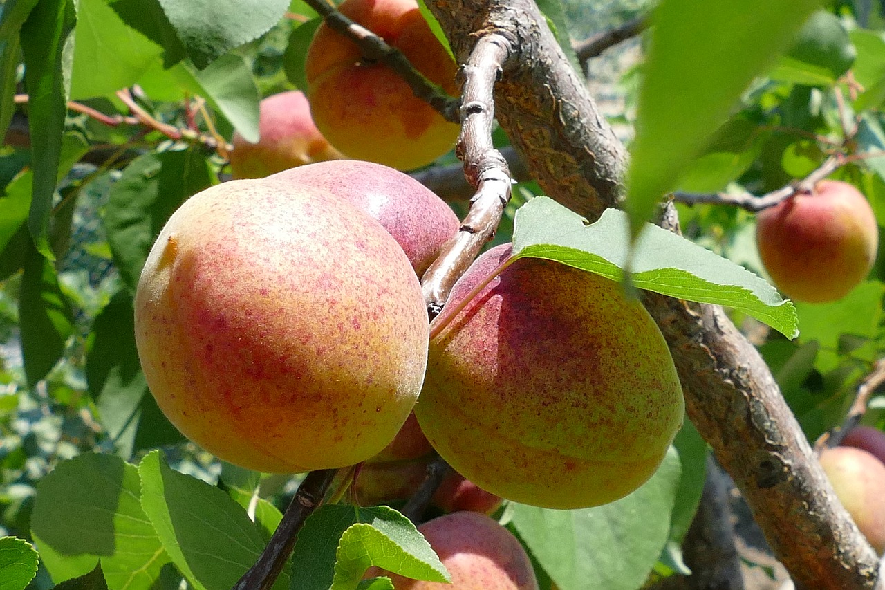 apricot  fruit  tree free photo