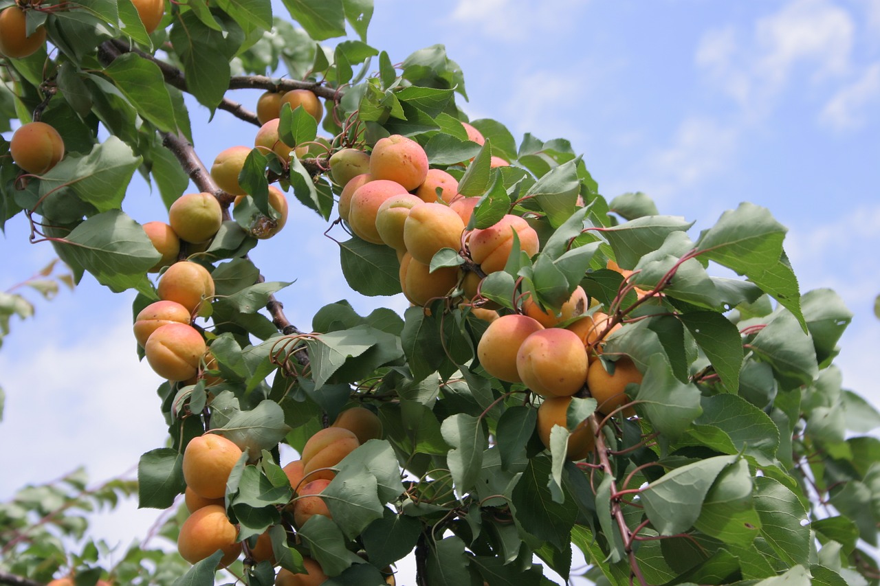 apricot  fruit  tree free photo
