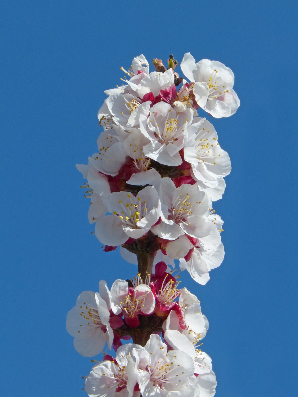 apricot  flowering tree  flowers free photo