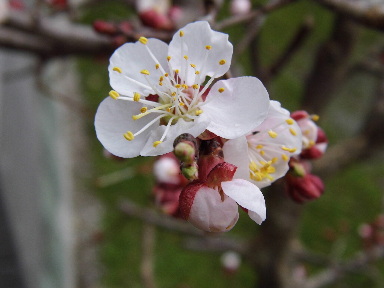 apricot  blossom  bloom free photo