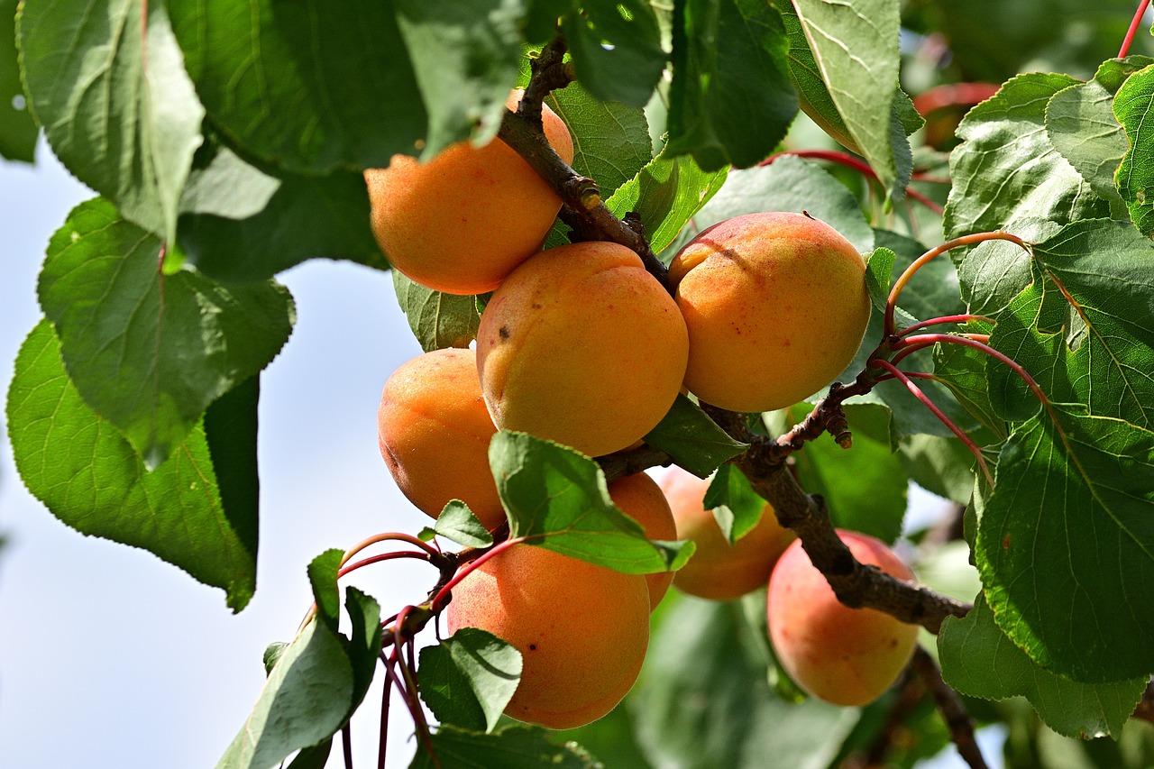 apricot  garden  delicious free photo