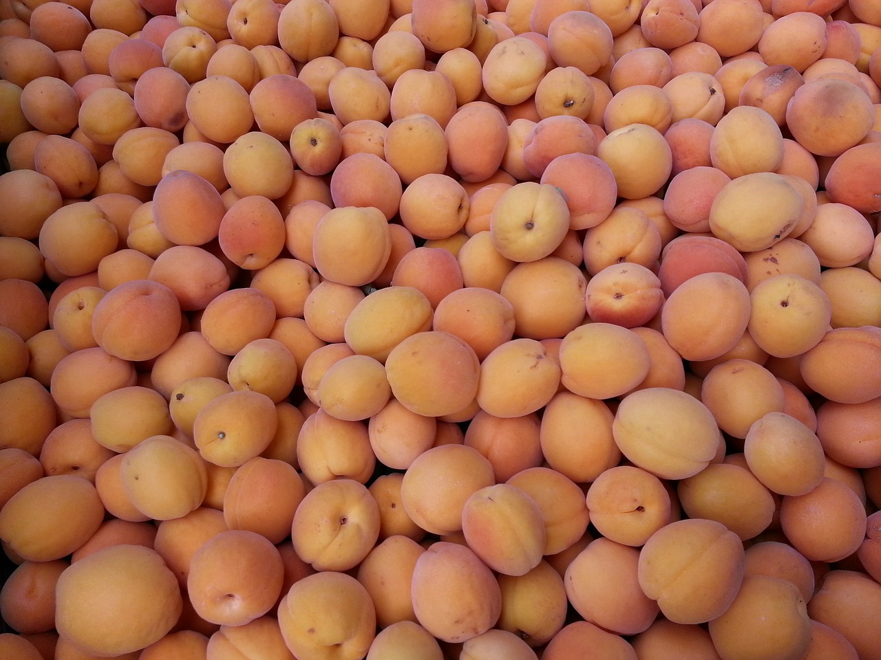 apricot fruit juicy free photo