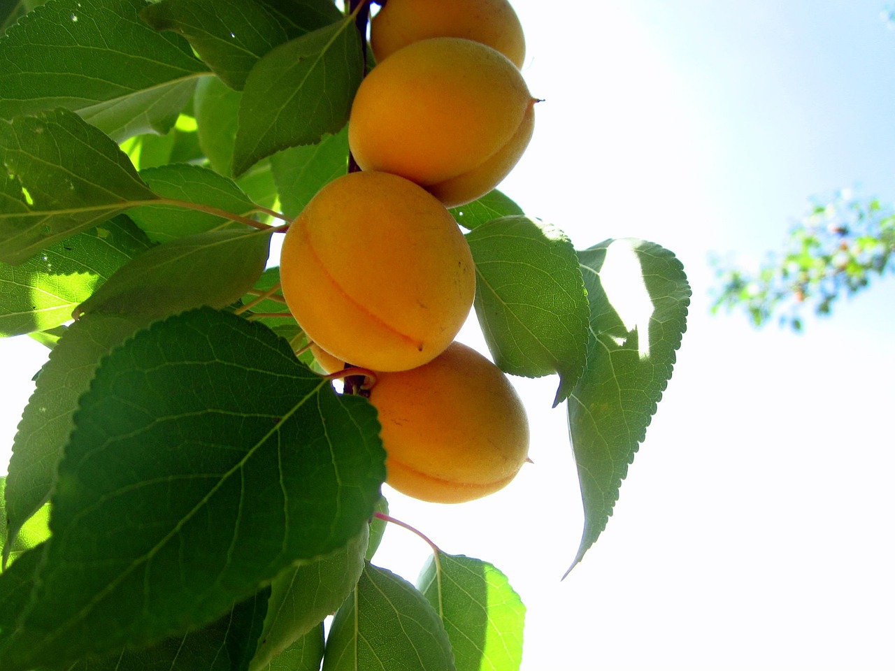 apricot orange summer free photo
