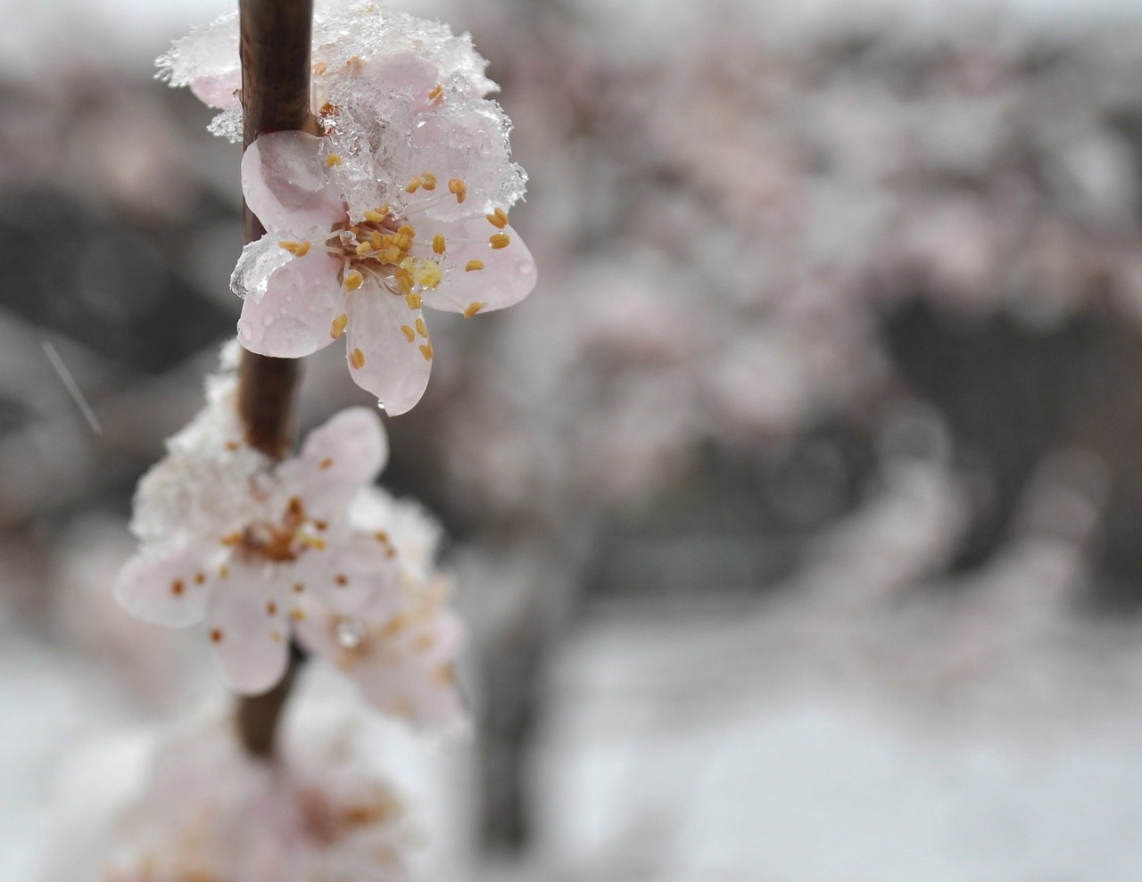 apricot flowers bloom free photo