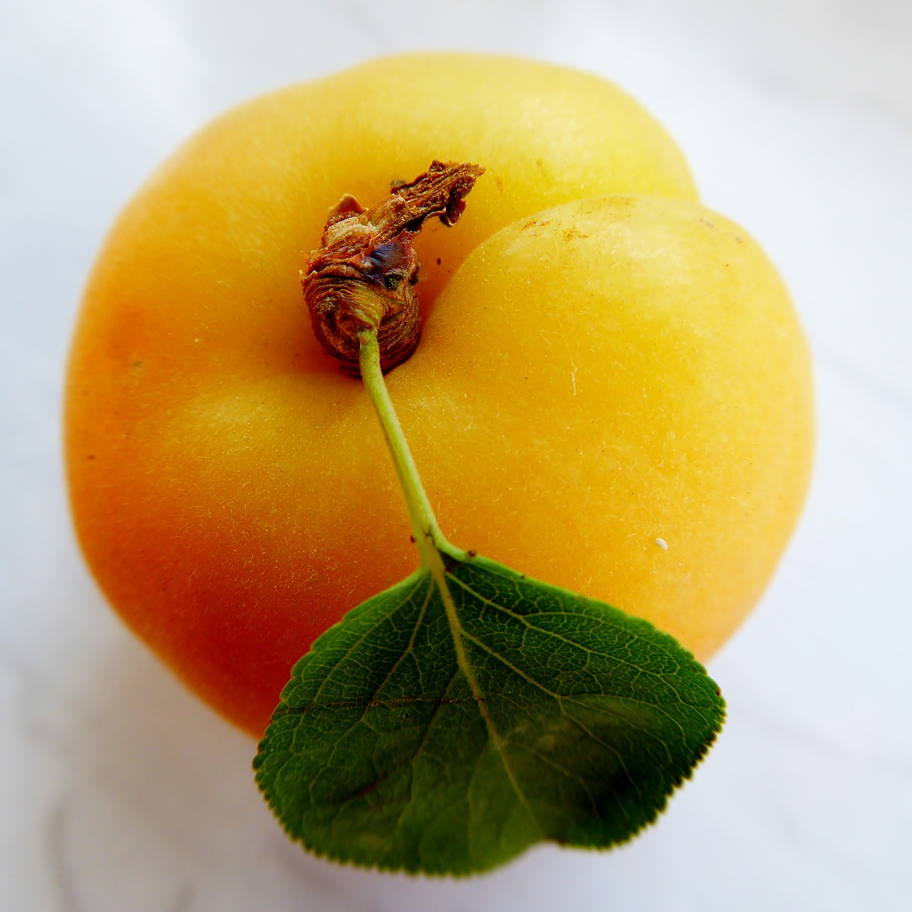 apricot leaf fruit free photo