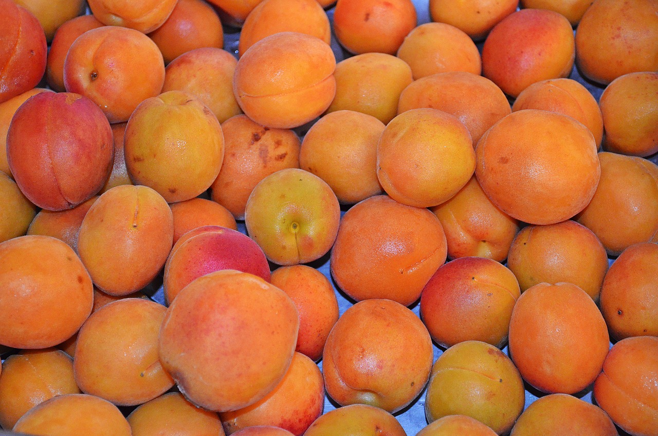apricot fruit food free photo