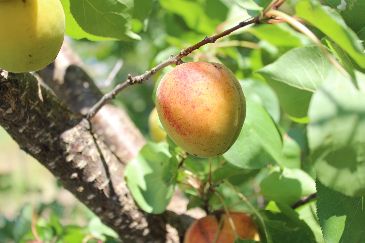 apricot fruit tree free photo