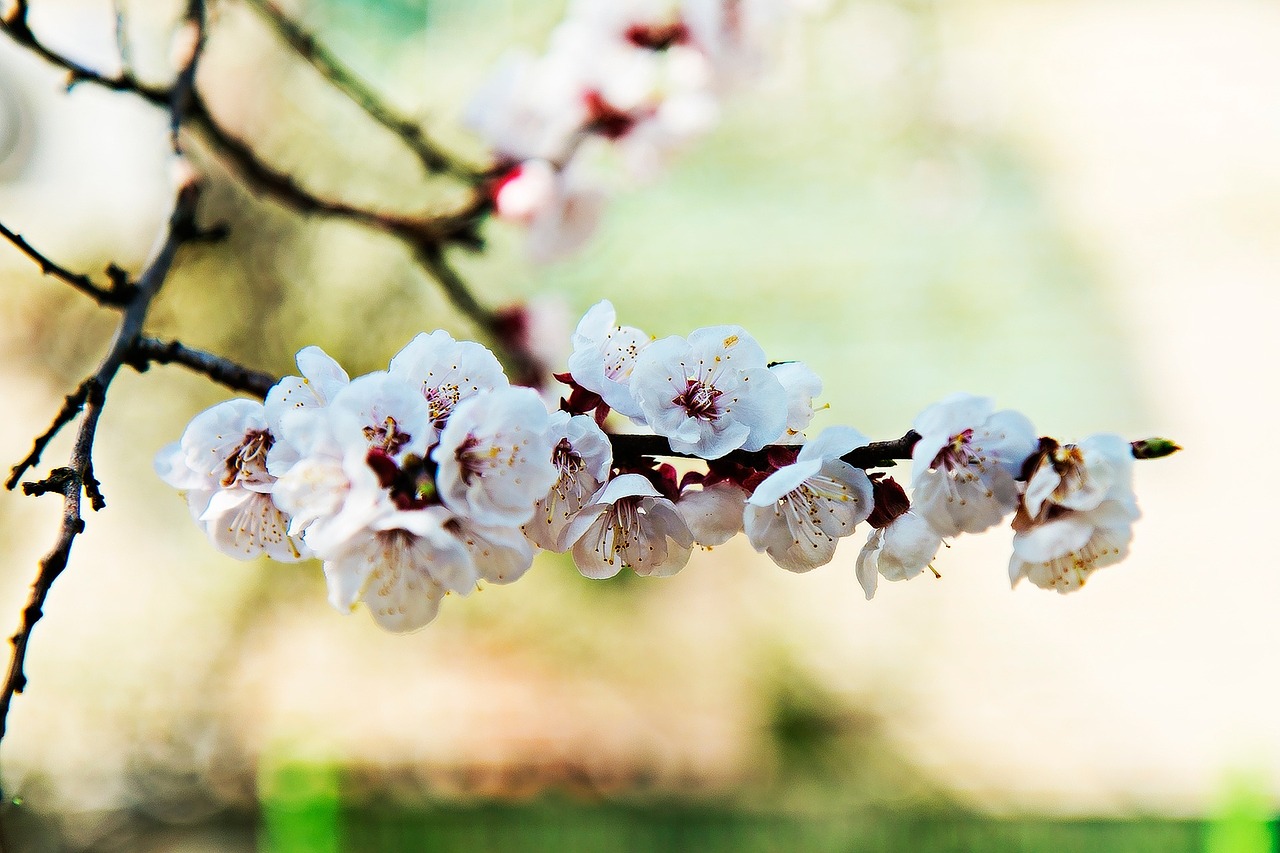 apricot blossom flowers flower free photo