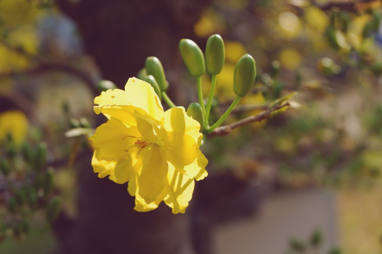 apricot blossom  blossom  spring free photo