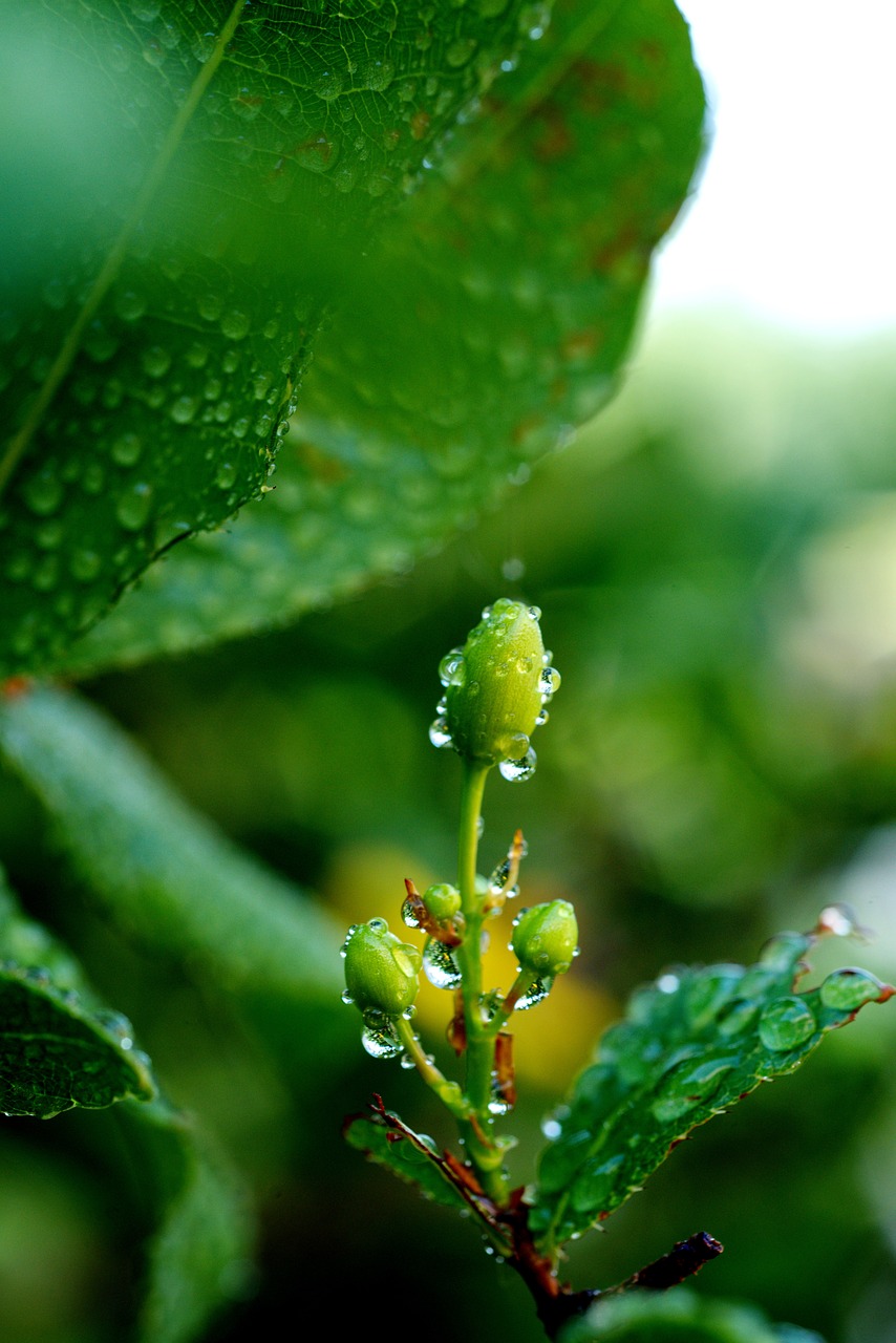 apricot blossom  green  spring free photo