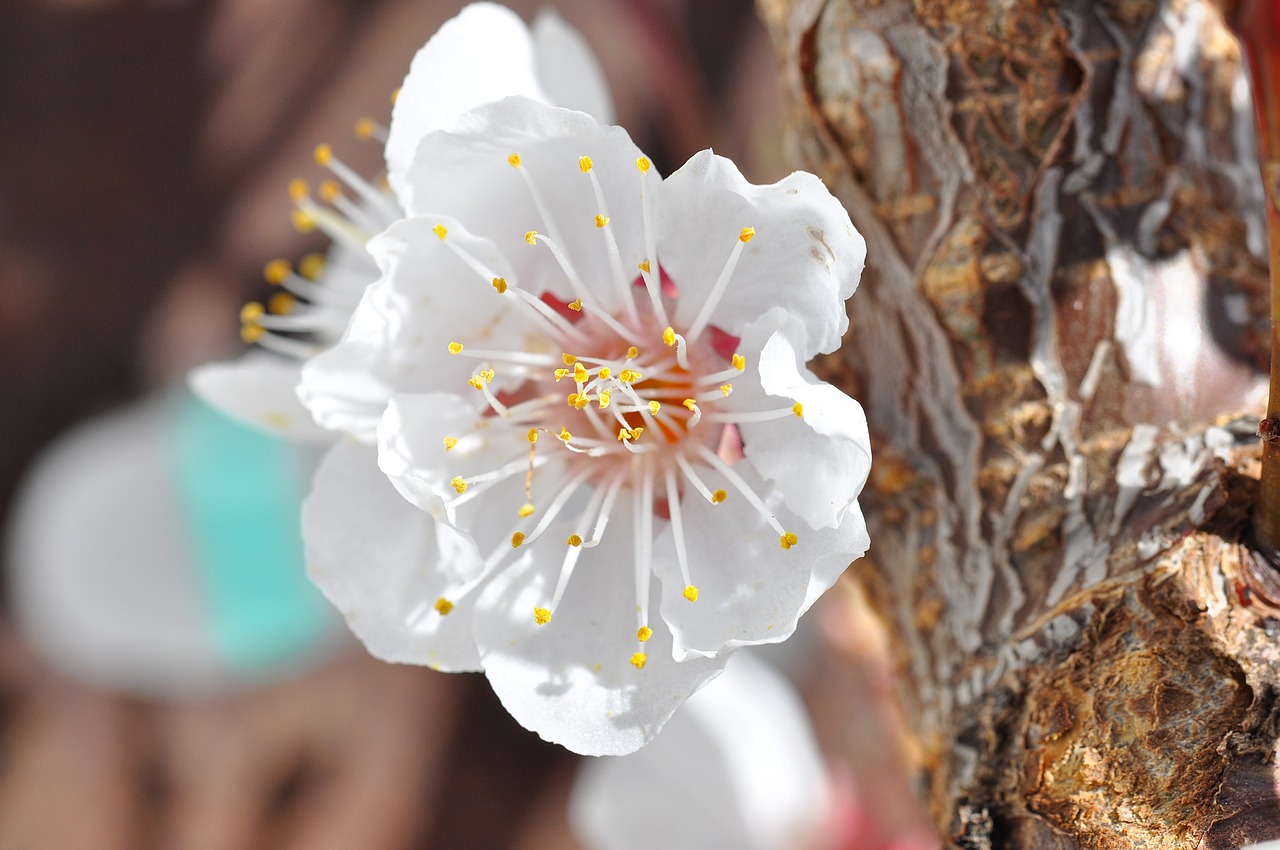 apricot blossom blossom bloom free photo