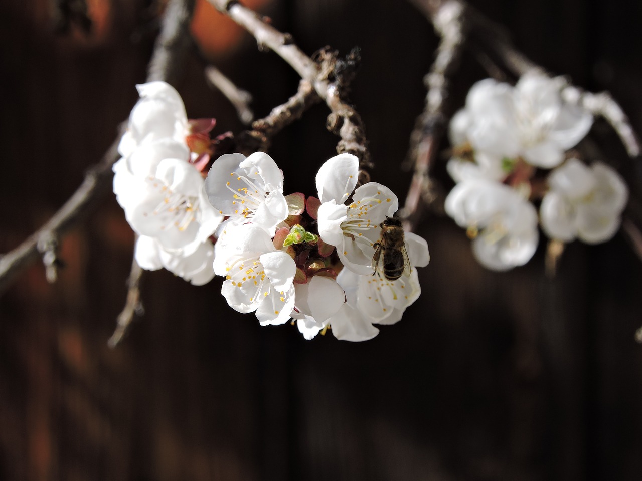 apricot blossoms bee blossom free photo